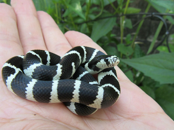 California Kingsnake